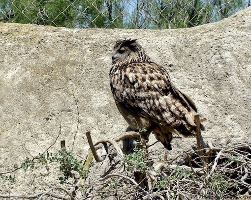 eagle owl